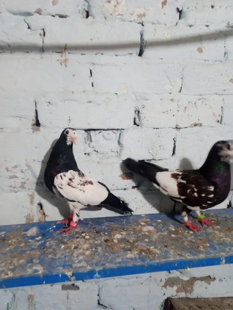 black  Khal guldar kalyara breeder pair with eggs — photo 2