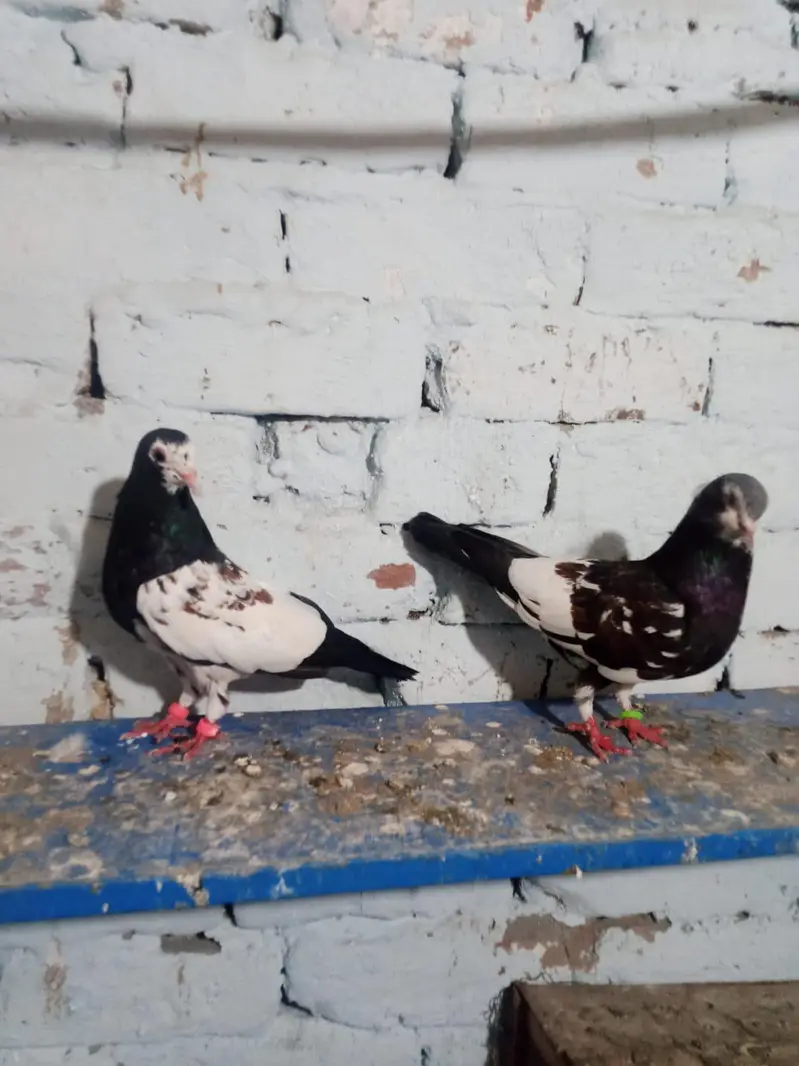 black  Khal guldar kalyara breeder pair with eggs — photo 3