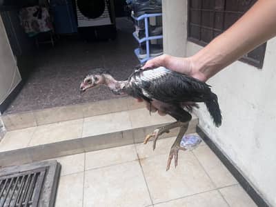 Best quality healthy aseel chicks pair