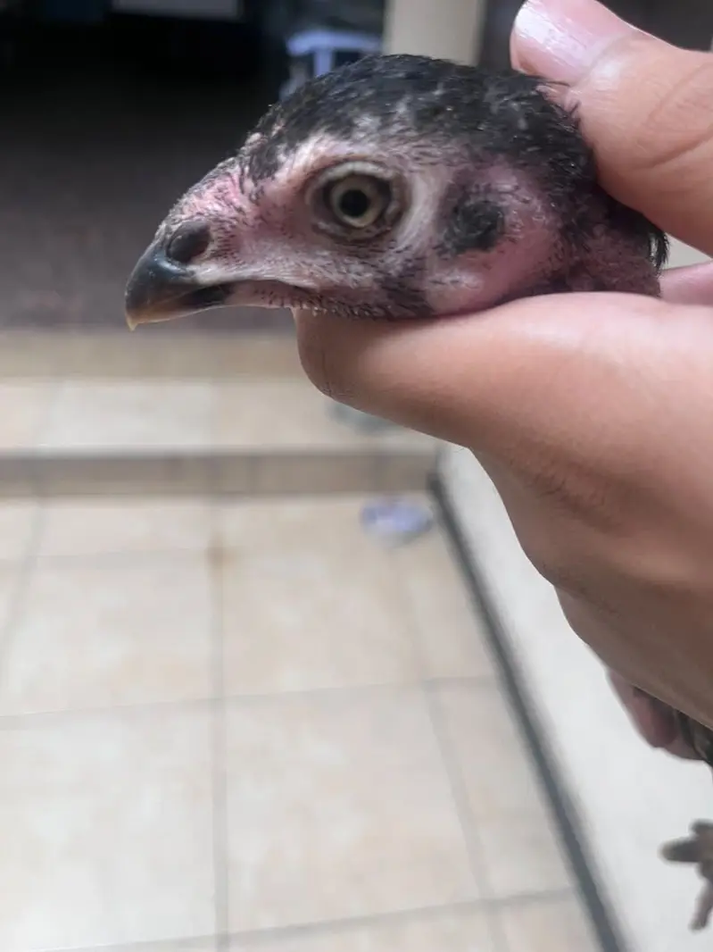 Best quality healthy aseel chicks pair — photo 2