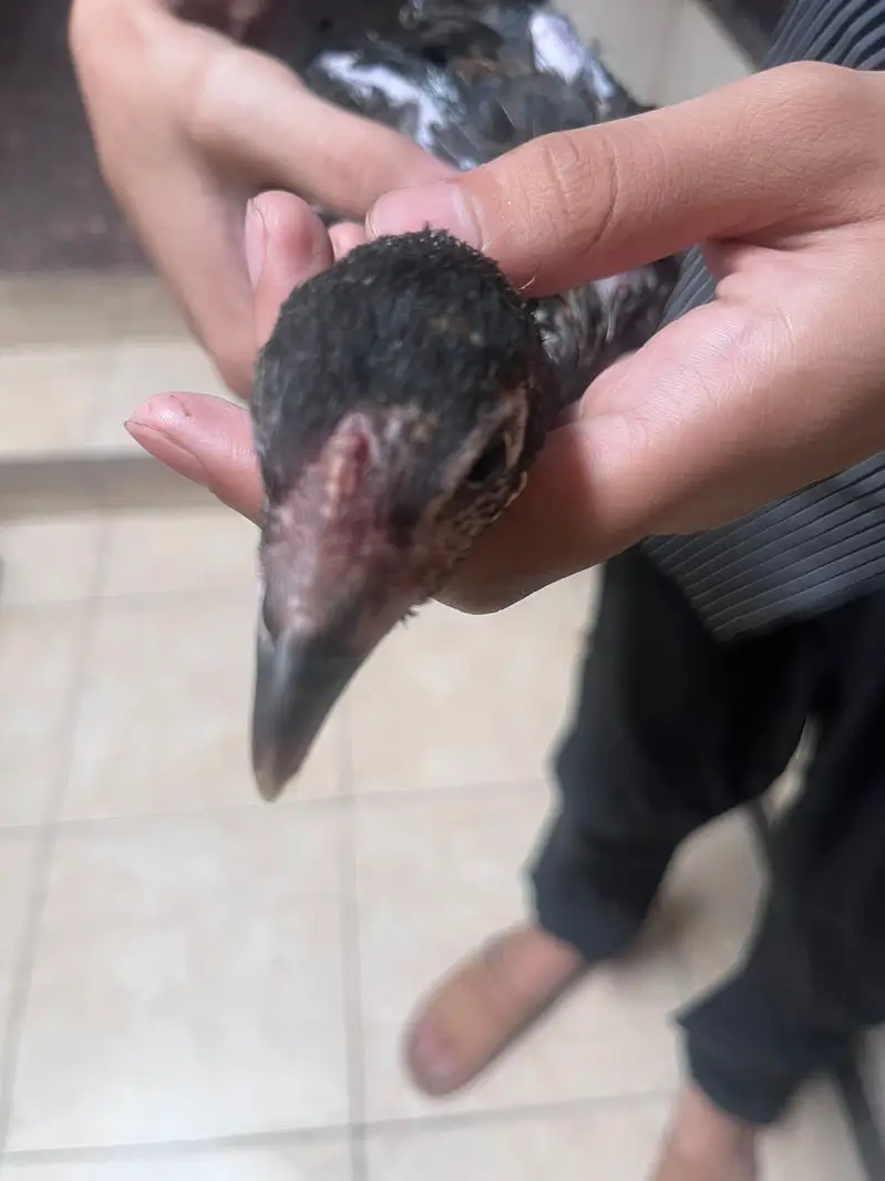 Best quality healthy aseel chicks pair — photo 3