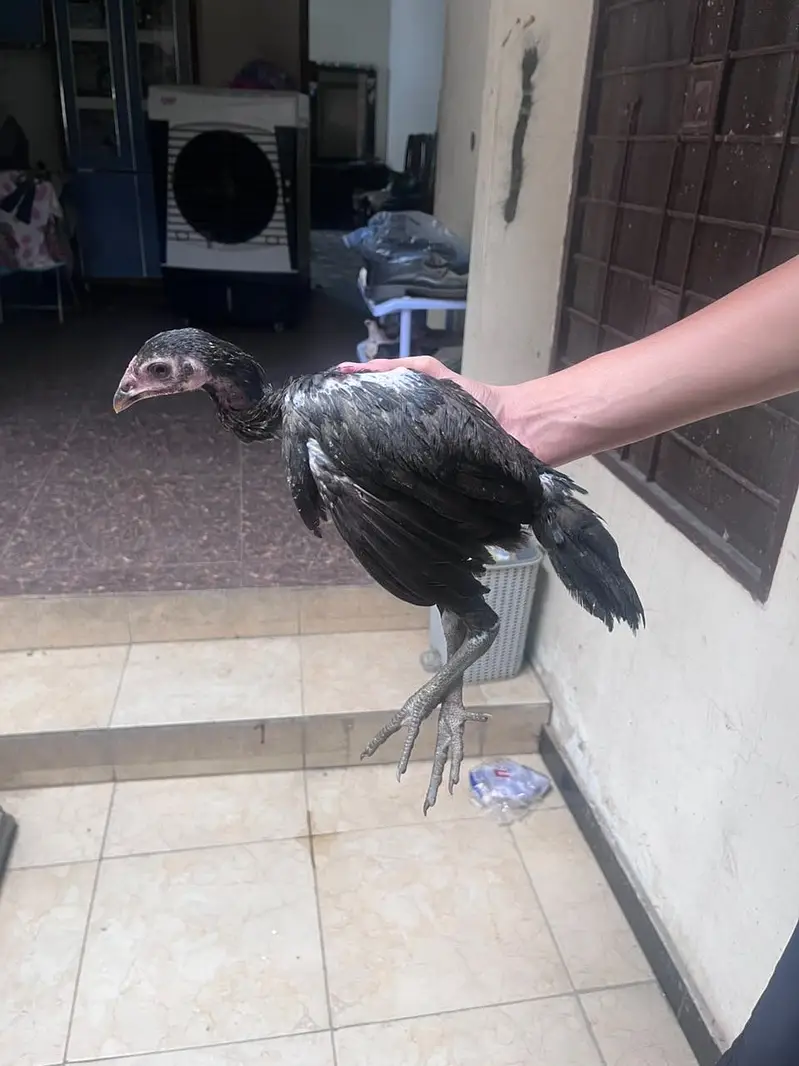 Best quality healthy aseel chicks pair — photo 4