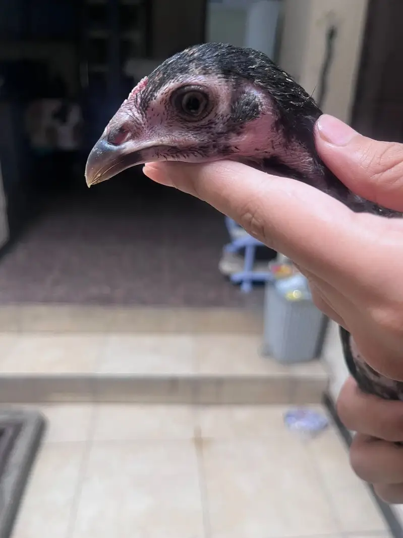 Best quality healthy aseel chicks pair — photo 5