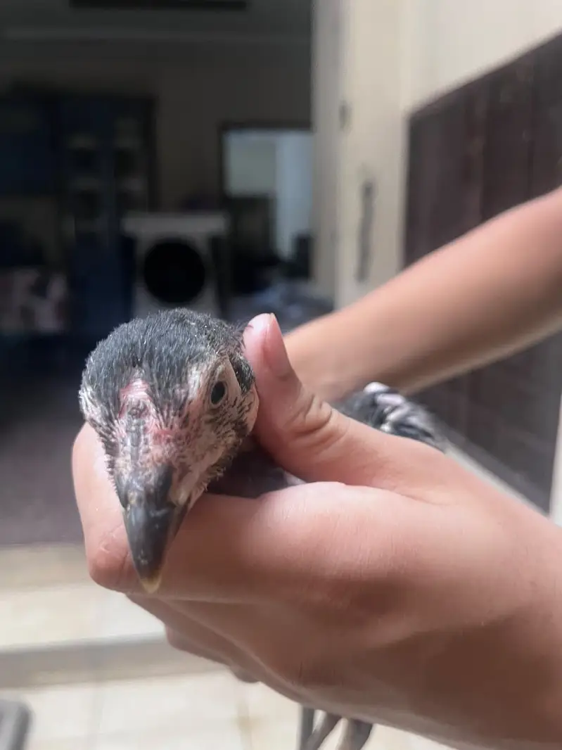 Best quality healthy aseel chicks pair — photo 6