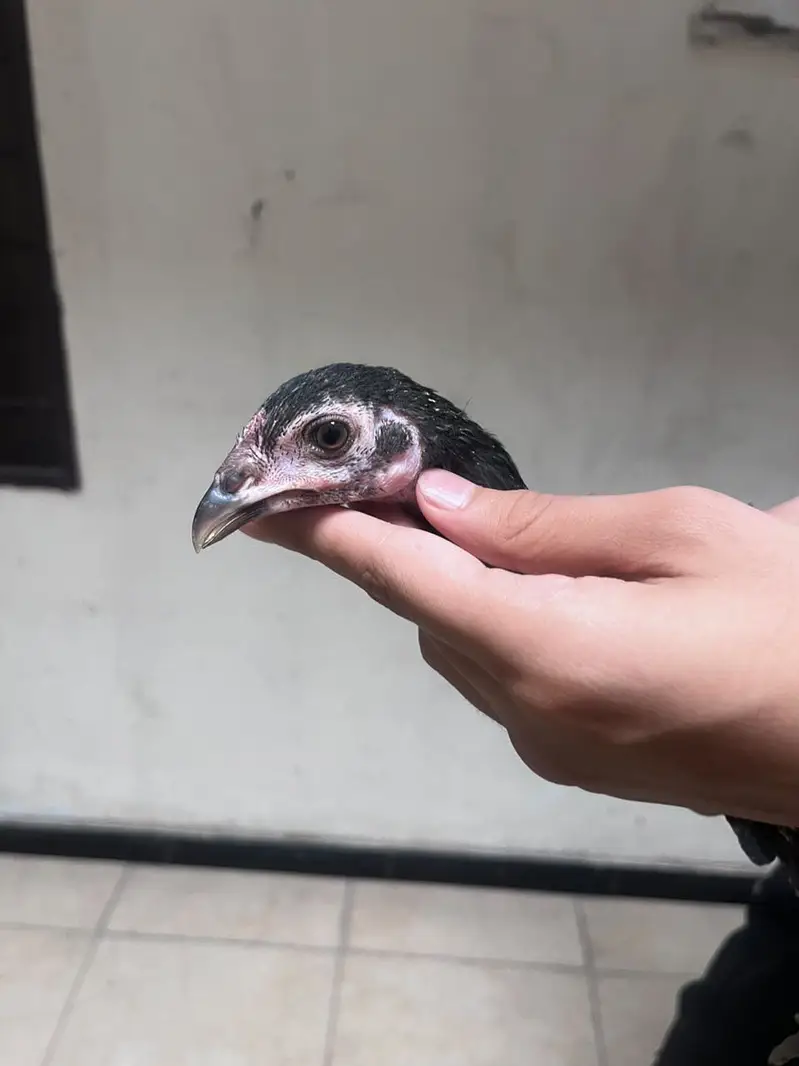 Best quality healthy aseel chicks pair — photo 8