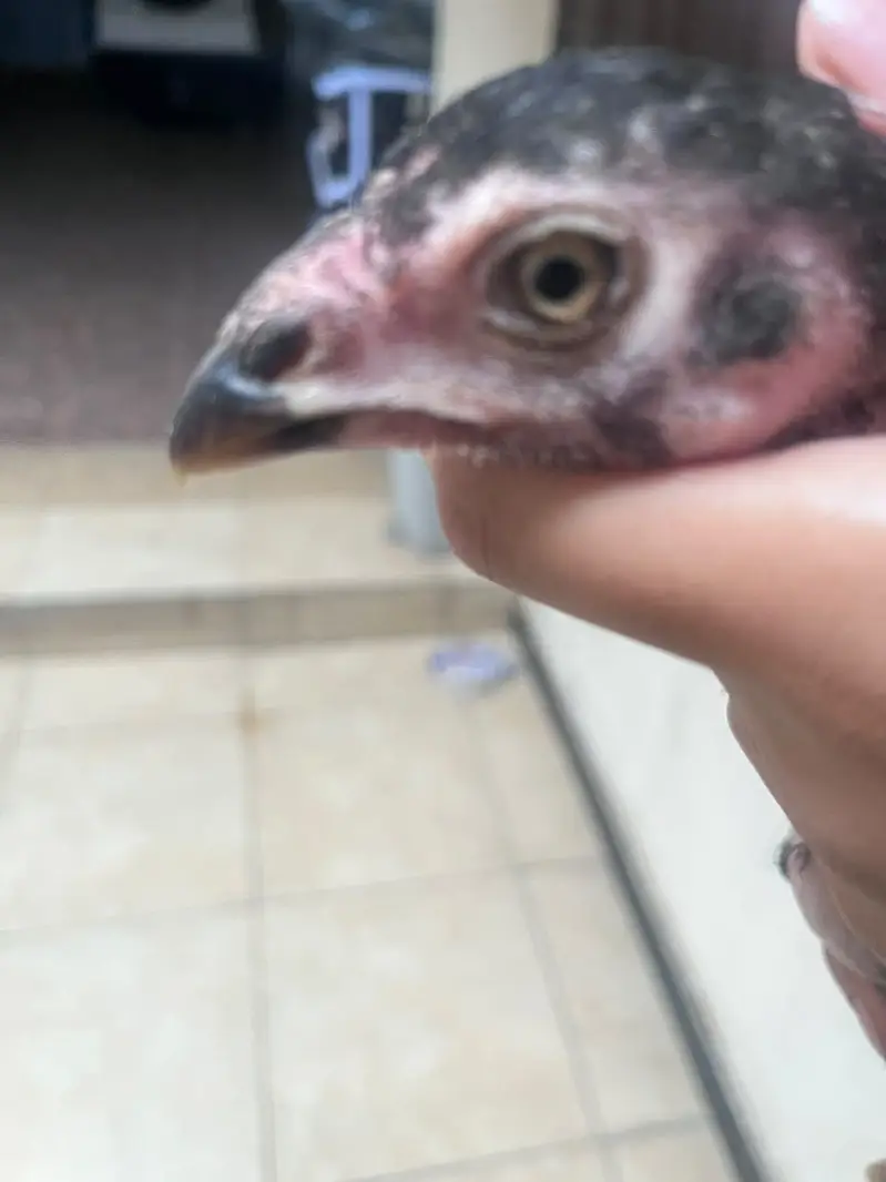 Best quality healthy aseel chicks pair — photo 9