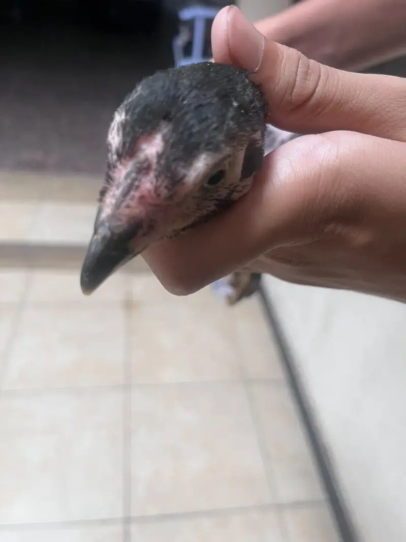 Best quality healthy aseel chicks pair — photo 10