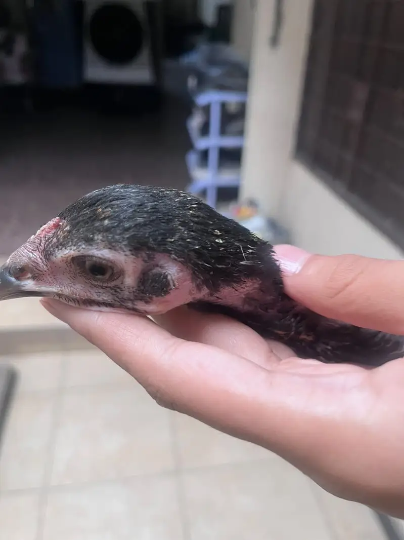 Best quality healthy aseel chicks pair — photo 11