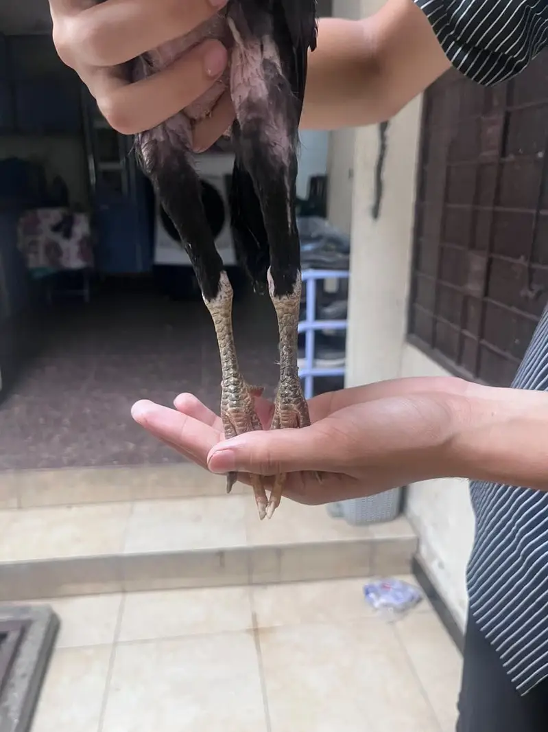 Best quality healthy aseel chicks pair — photo 12