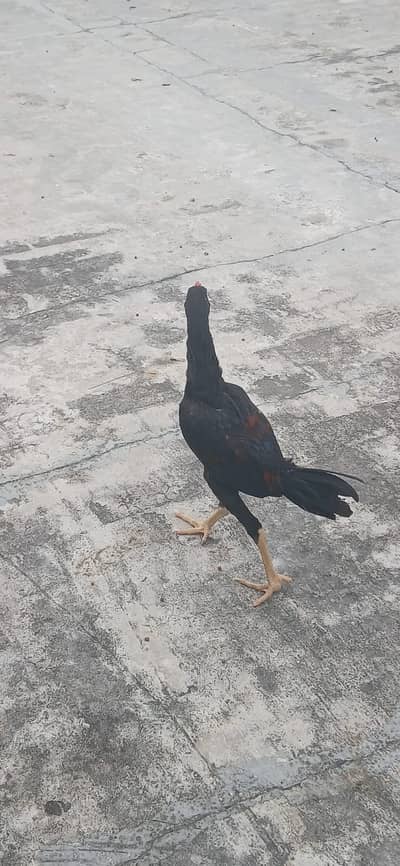 ASEEL THAI FOR SALE