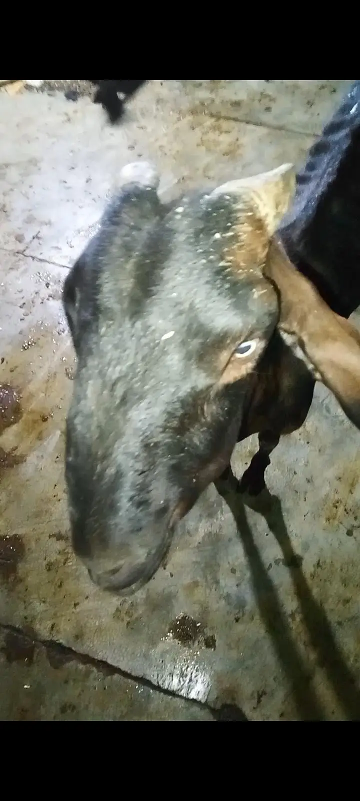 beetal bakri