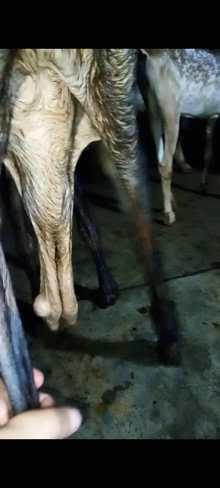 beetal bakri — photo 2