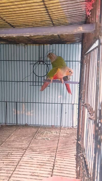 Top quality Pineapple conure breeder pair avaliable