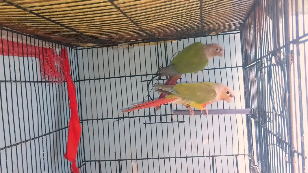 Top quality Pineapple conure breeder pair avaliable — photo 2