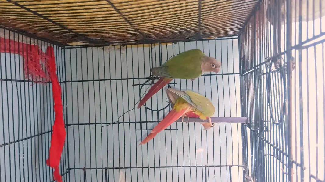 Top quality Pineapple conure breeder pair avaliable — photo 3
