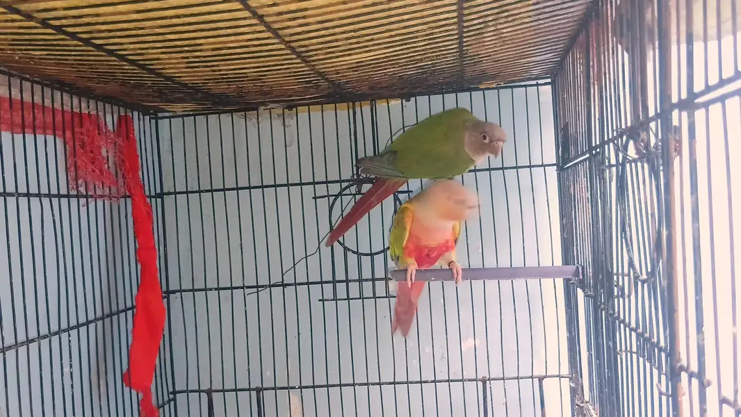 Top quality Pineapple conure breeder pair avaliable — photo 4