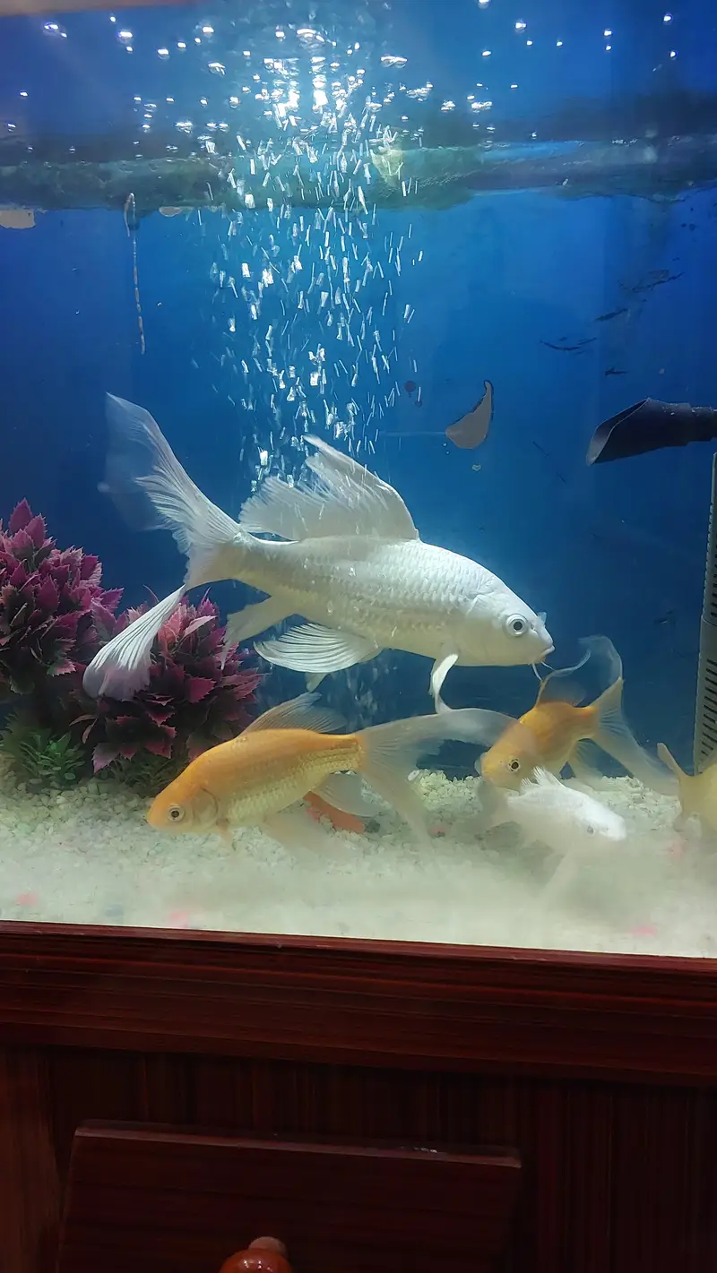 koi fish