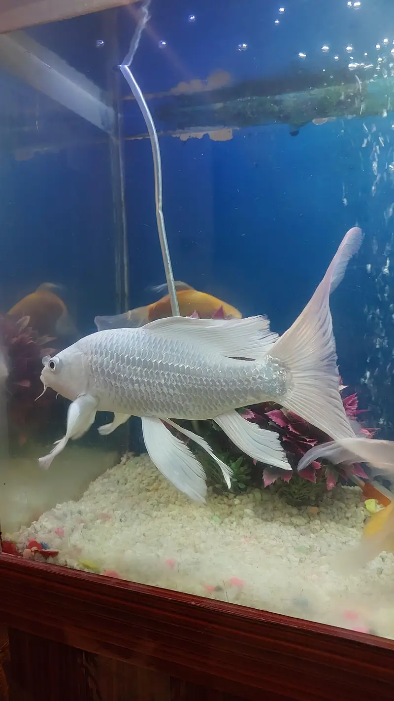 koi fish — photo 2