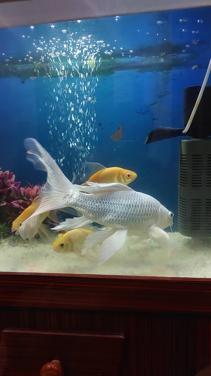koi fish 2