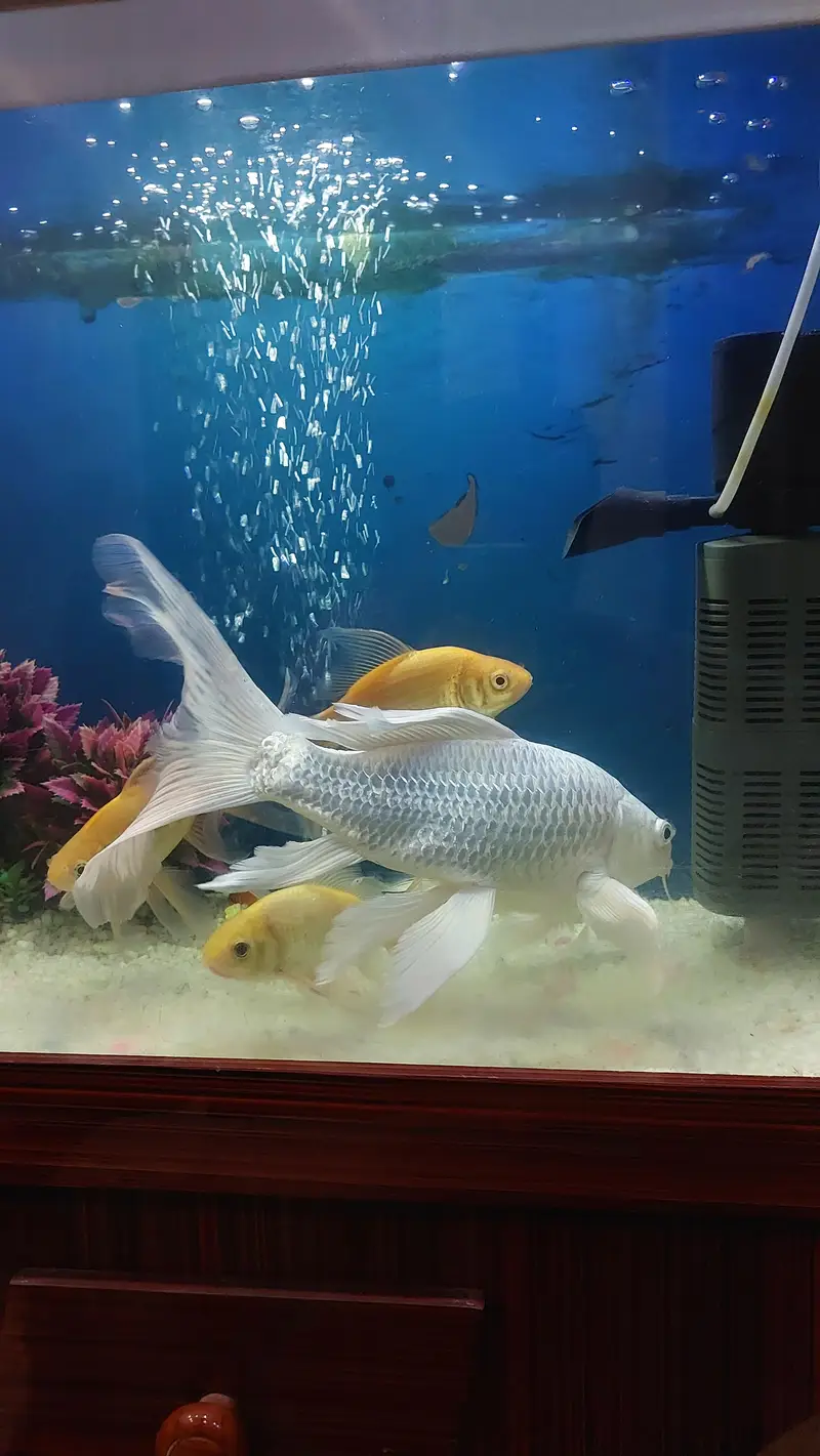 koi fish — photo 3