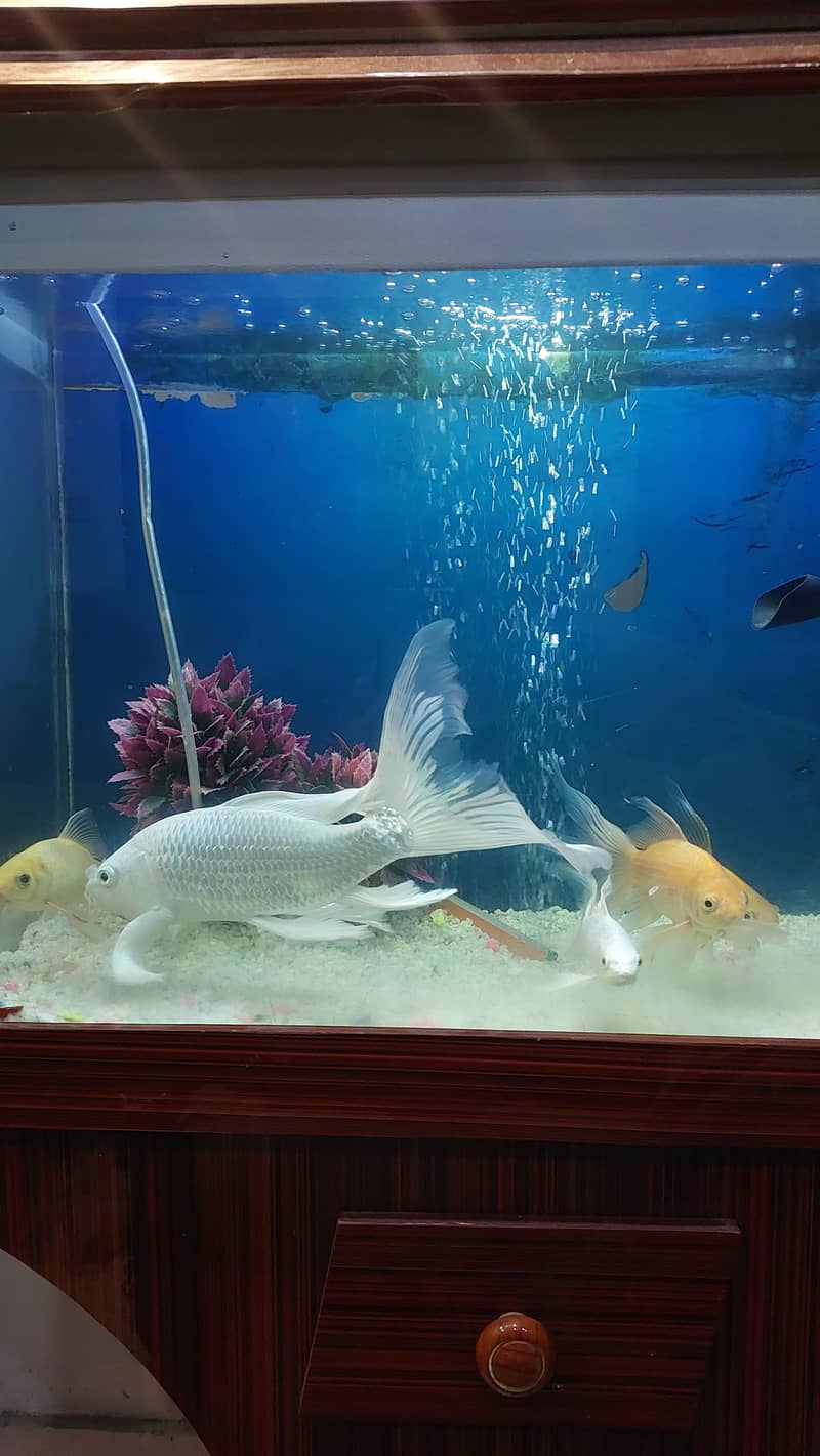 koi fish 4