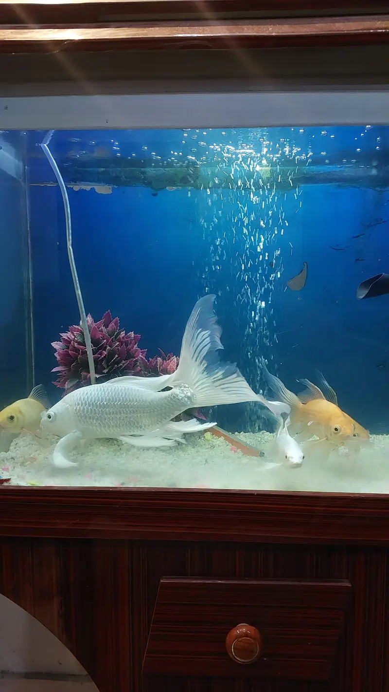 koi fish — photo 5