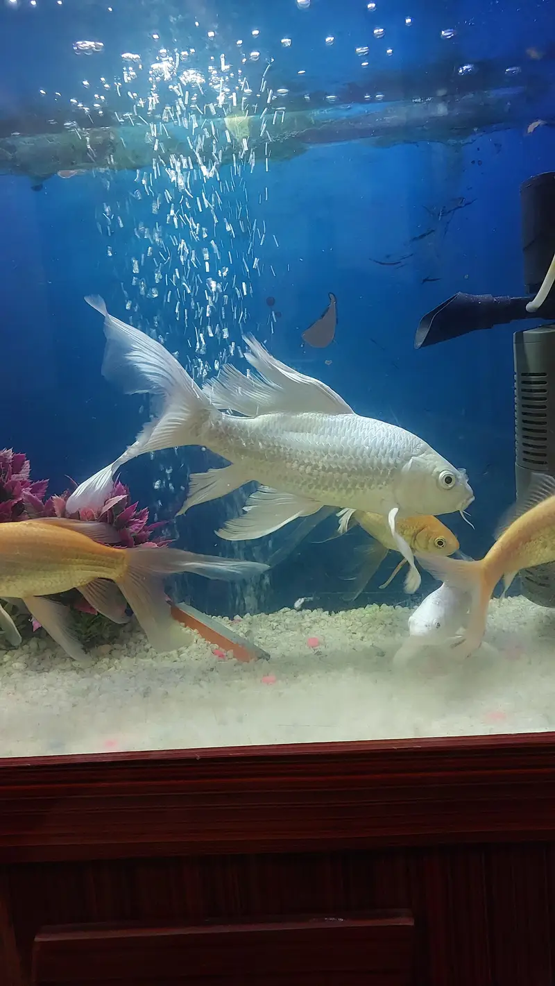 koi fish — photo 6