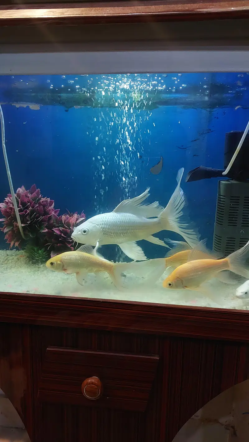 koi fish — photo 7