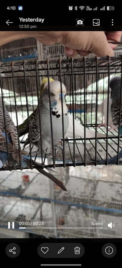 Exhibition Budgies For Sale