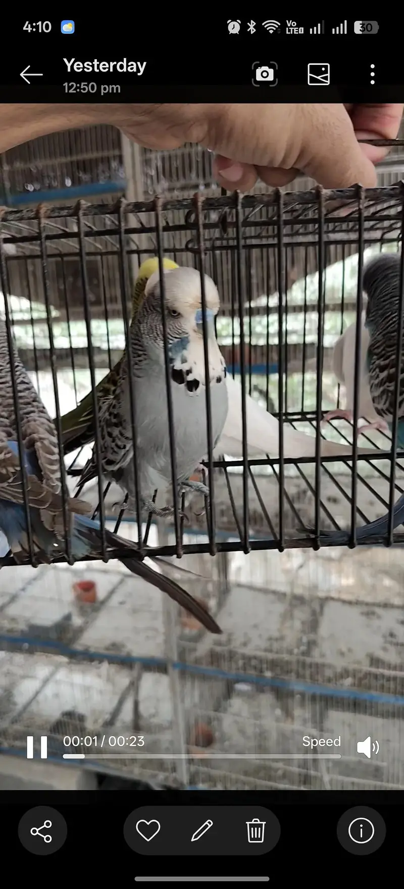 Exhibition Budgies For Sale