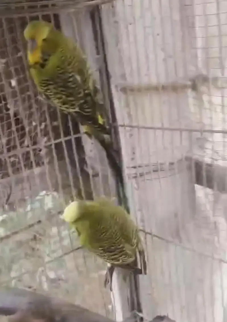 Exhibition Budgies For Sale — photo 2