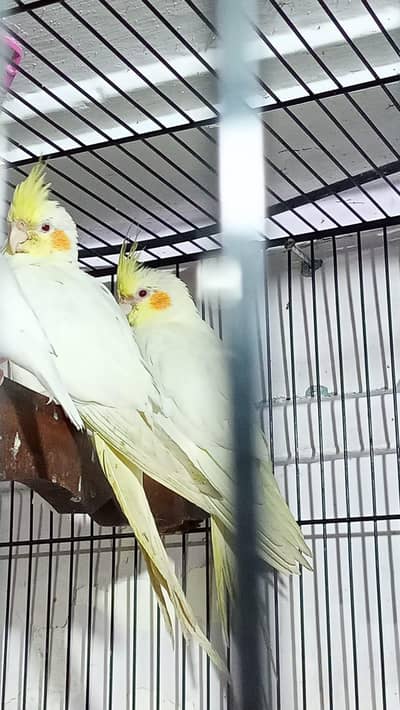 cocktail and finches for sale