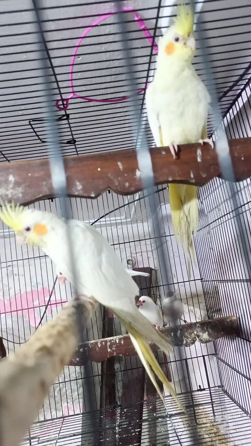 cocktail and finches for sale — photo 5