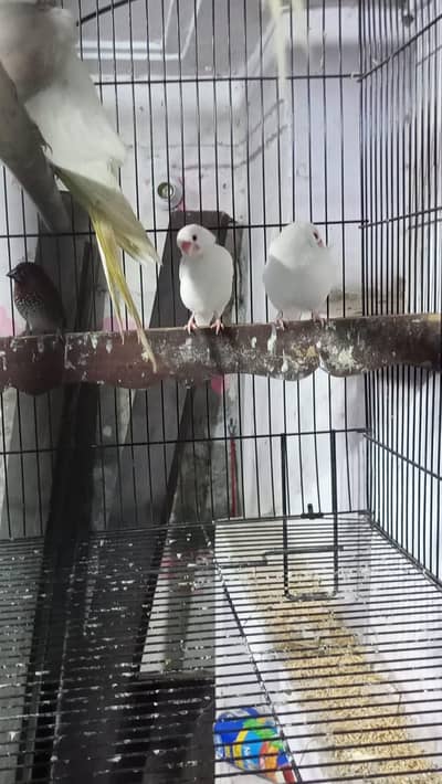 java finches for sale