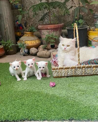 Cute White Kittens For Sale -  Healthy & Playful