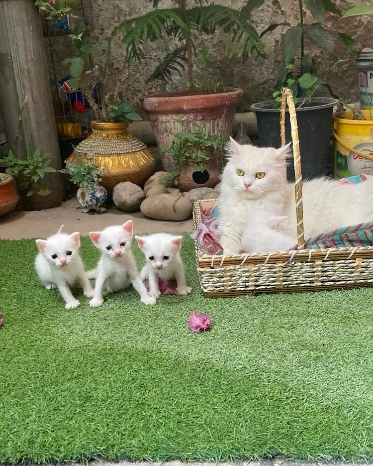 Cute White Kittens For Sale -  Healthy & Playful