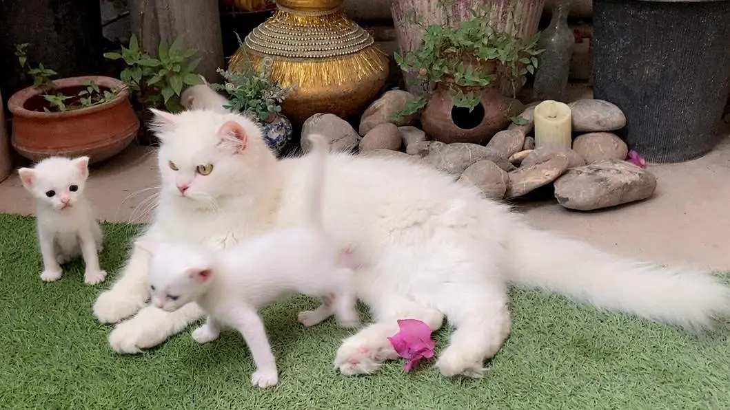 Cute White Kittens For Sale -  Healthy & Playful — photo 2