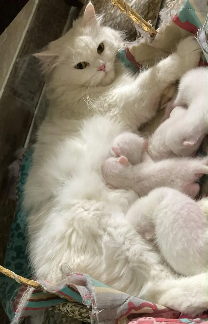 Cute White Kittens For Sale -  Healthy & Playful — photo 3