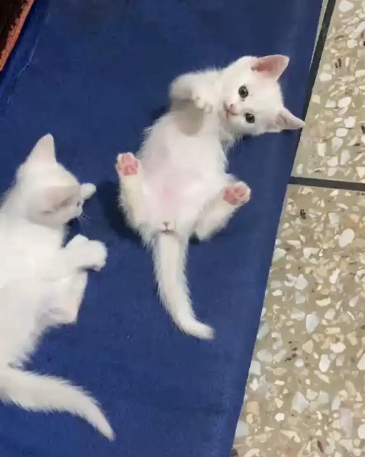 Cute White Kittens For Sale -  Healthy & Playful — photo 4