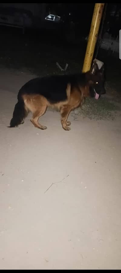 German shepherd male available for stud