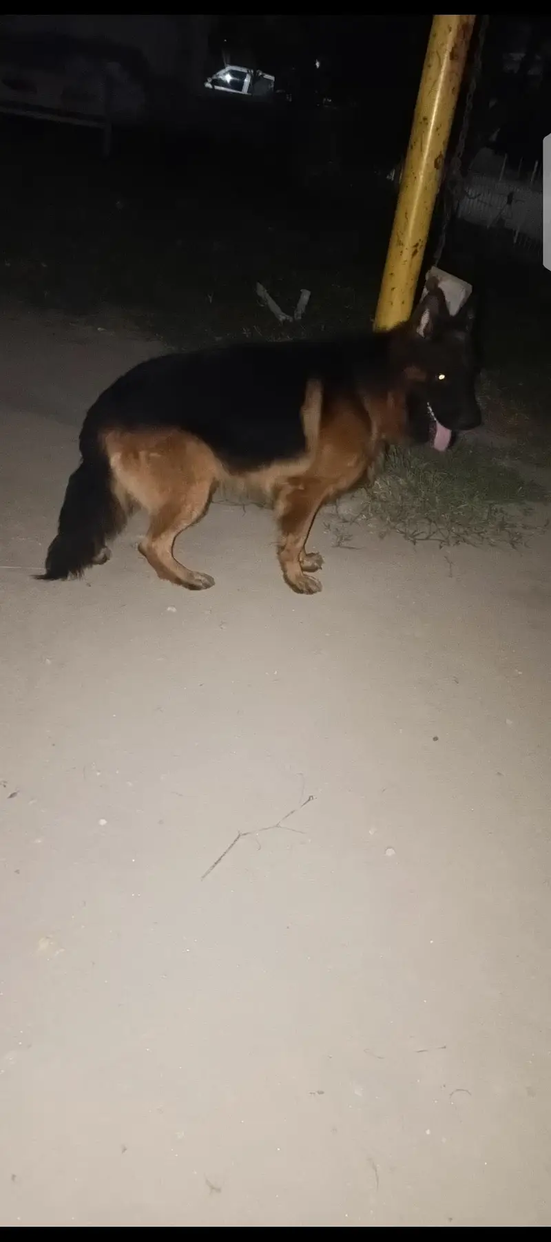 German shepherd male available for stud — photo 2