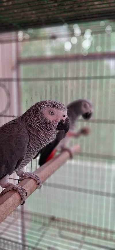 Grey Parrot Breedar Pair 0317-2151409