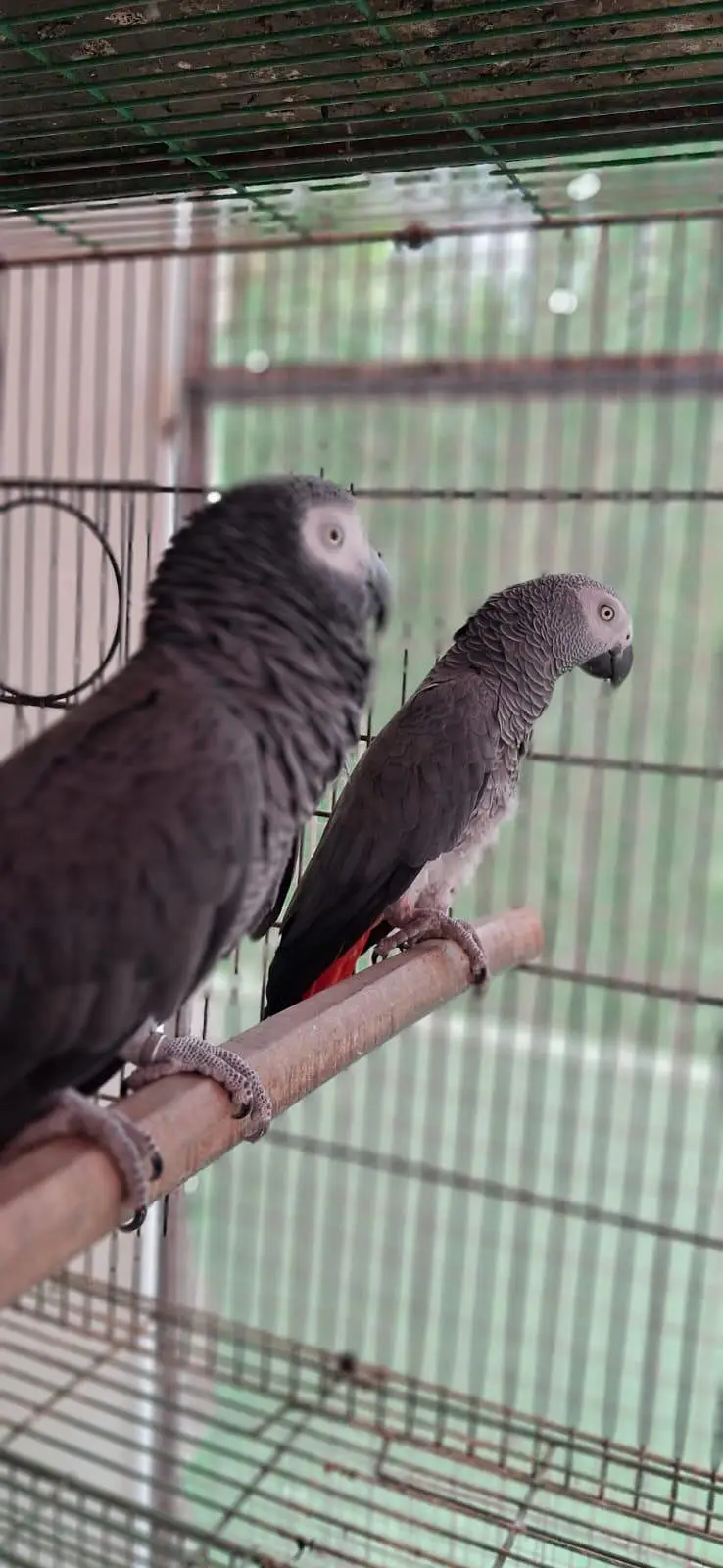 Grey Parrot Breedar Pair 0317-2151409 — photo 2