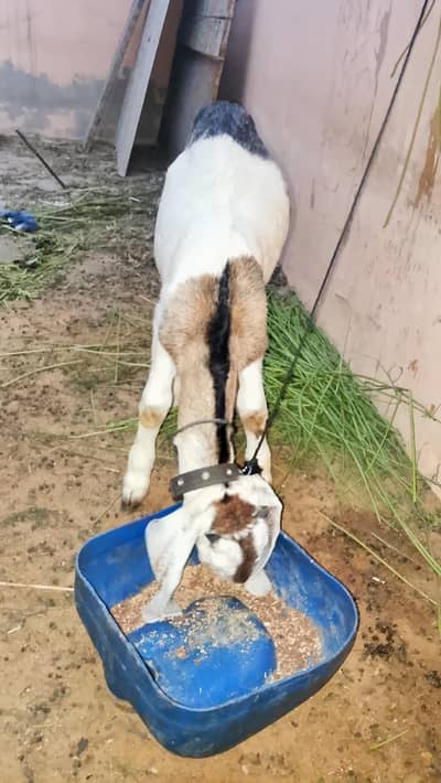 ablak male bakra