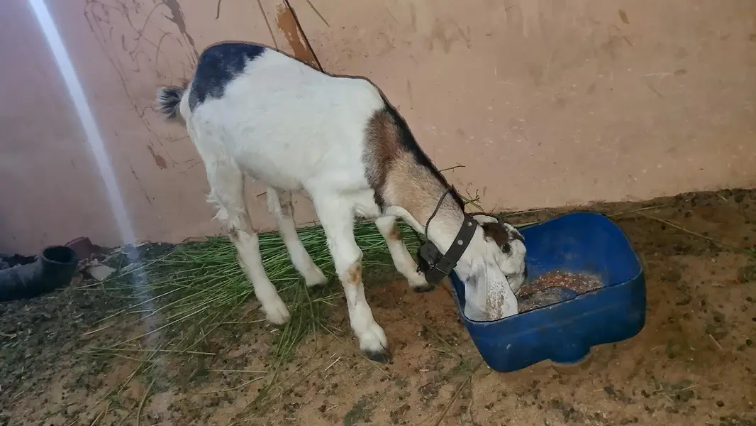 ablak male bakra — photo 2