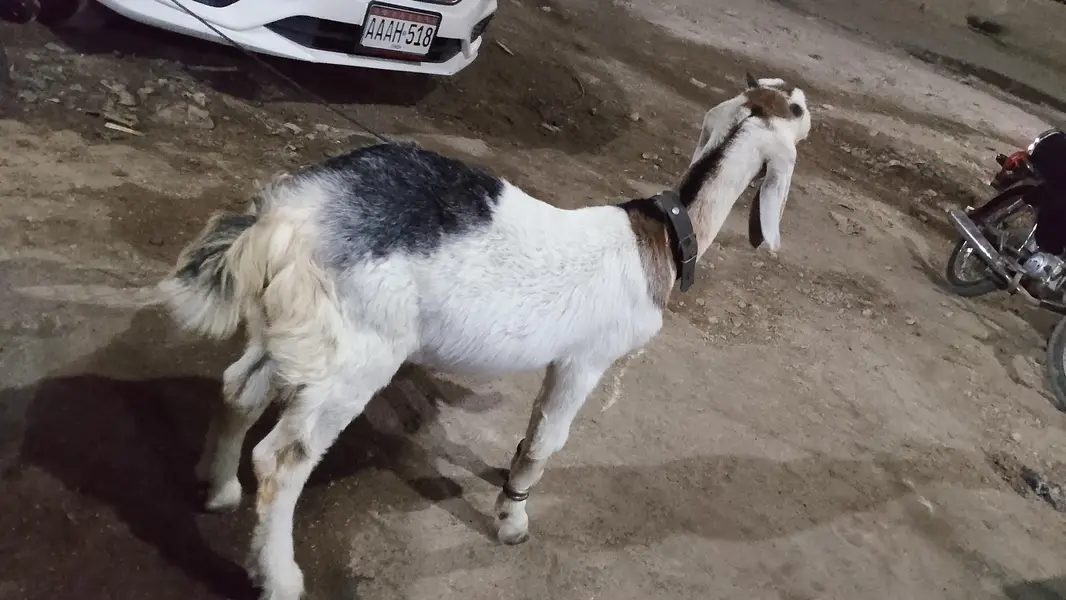 ablak male bakra — photo 3