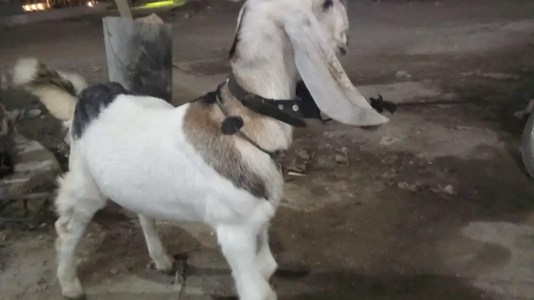 ablak male bakra — photo 4