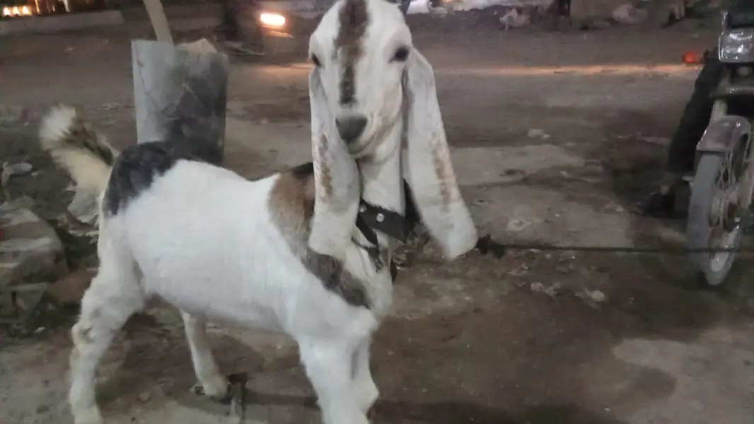 ablak male bakra — photo 5