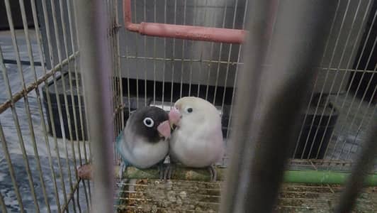 Love birds (breeder)