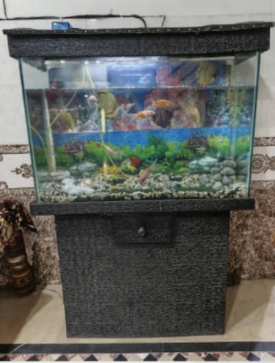 aquarium without fish